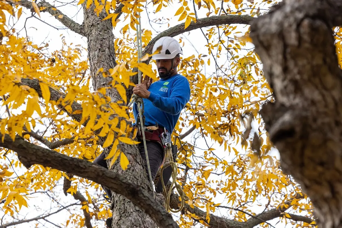 Skilled Dead Tree Removal crew working in Hunter
